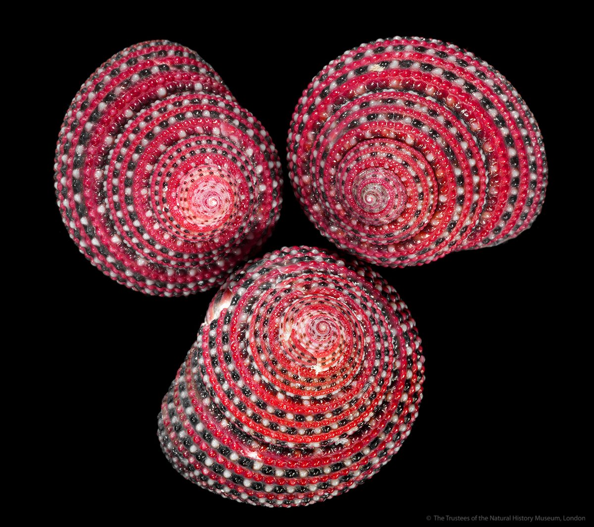 Round off your #MolluscMonday with one of the most colourful specimens in our collection: Clanculus pharaonius.
Also known as the purplish clanculus or the strawberry top shell, this species is found in the Indian Ocean off of the East coast of Africa and Madagascar.