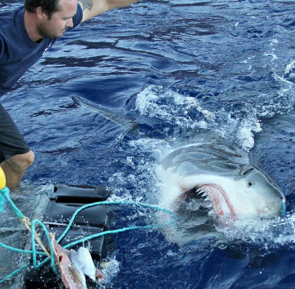 Shark Diving Xperts tweet media