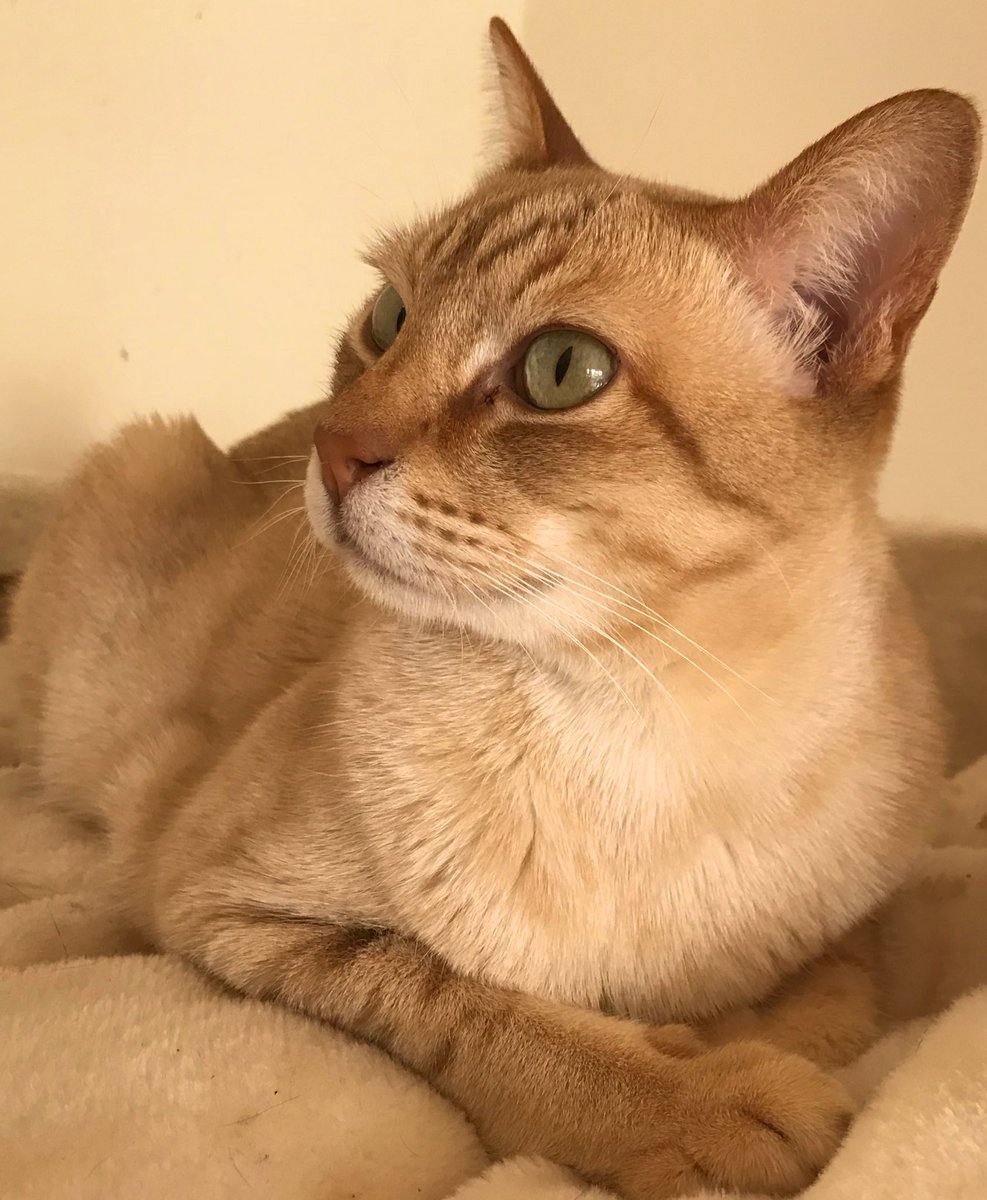 ValinVigo's tweet photo. #CatsOfTwitter #teambengal #australianmist
Mine mum frows mine toy Mousie to difficult places fur me to find an bring back. Is mine best game! ๐บ๐บ
Today I hides mine noo real mousie in a difficult place fur her to find! Yay! ๐น #butterwouldntmelt #littleangel #findthemouse https://t.co/SoWu1Md8bK