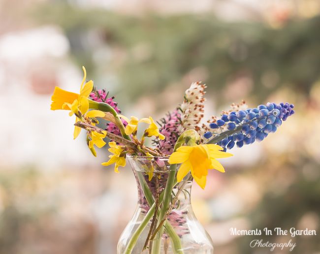 MomentsintheG's tweet photo. Limited selection of flowers picked from my garden today. #pickedfrommygarden #cutflowers #springflowers #springposy #momentsinthegardenphotography https://t.co/QbyKJiBUdr