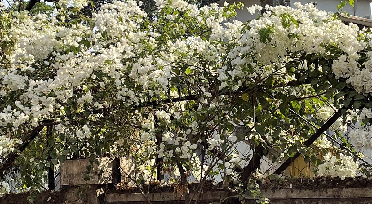 VinayShroff's tweet photo. What comes to your mind looking at these beautiful Bougainville flowers in full blossom... #Simplicity #Humility #Mesmerising #Encompassing ... https://t.co/Qa5brmaIHb