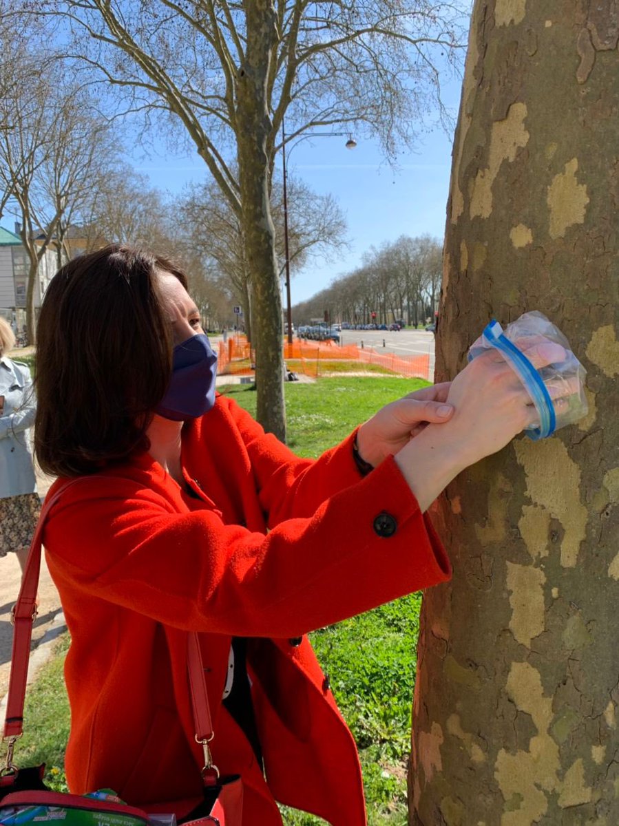 Pour <a href="/PartiCitaE/">PartiCitaE</a> #EcorcAir l’association <a href="/EVVA_Projets/">Ensemble Vivons Versailles - Association</a> a réalisé des prélèvements d’écorces de platanes pour mesurer la pollution aux particules fines sur l’avenue de Paris #Versailles >> Agir pour une transition écologique active et citoyenne au niveau du territoire #envieIDF