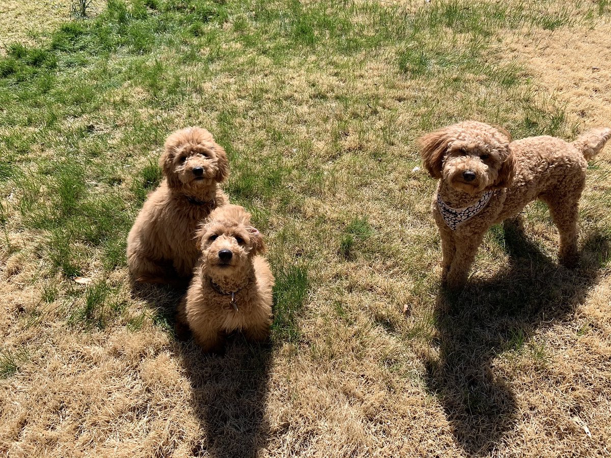 taylor__childs's tweet photo. Play date!!! ❤️❤️❤️❤️ https://t.co/KNRwNyXYnm