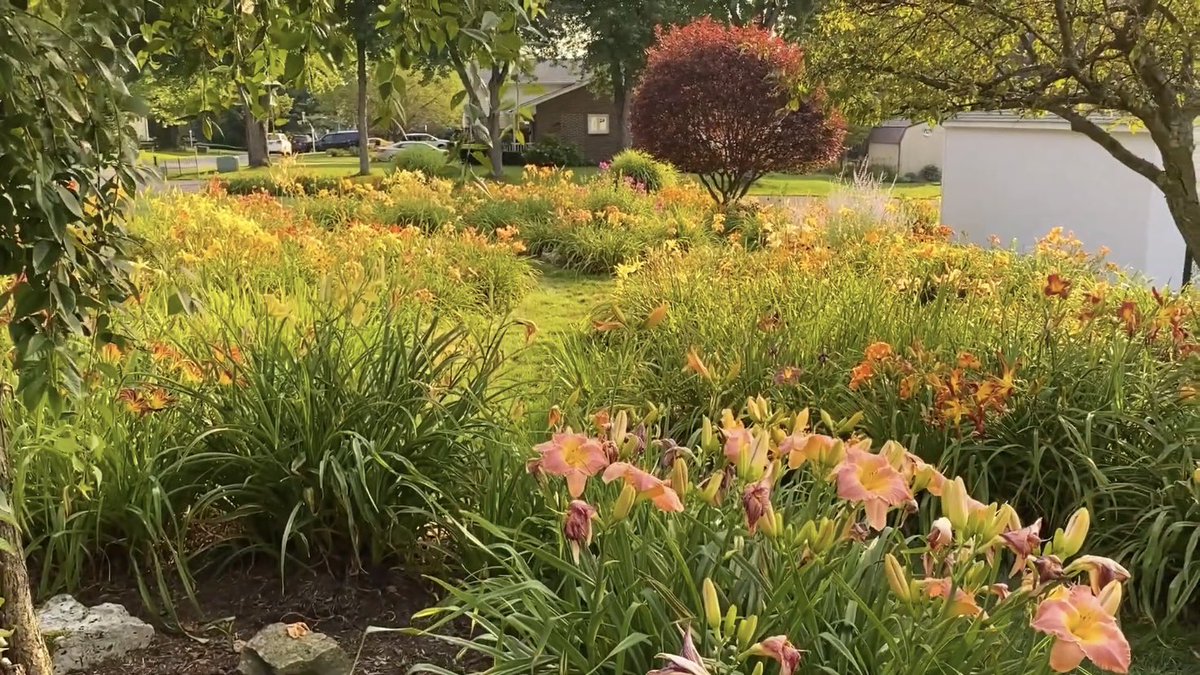 MckyEcko's tweet photo. This summer I shot a short film about my father and his daylily garden as a tribute to his hard work. Now the film is entered into the MRFF 2021 which takes place 4/2 at 7pm on @madroyalfilms YouTube page. Check out my film and many other great ones this Friday! 💜✨🌸 https://t.co/MRxTCoUHL2