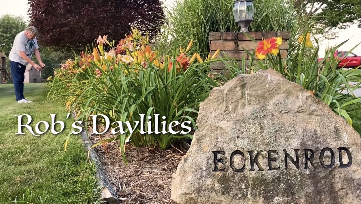 MckyEcko's tweet photo. This summer I shot a short film about my father and his daylily garden as a tribute to his hard work. Now the film is entered into the MRFF 2021 which takes place 4/2 at 7pm on @madroyalfilms YouTube page. Check out my film and many other great ones this Friday! 💜✨🌸 https://t.co/MRxTCoUHL2