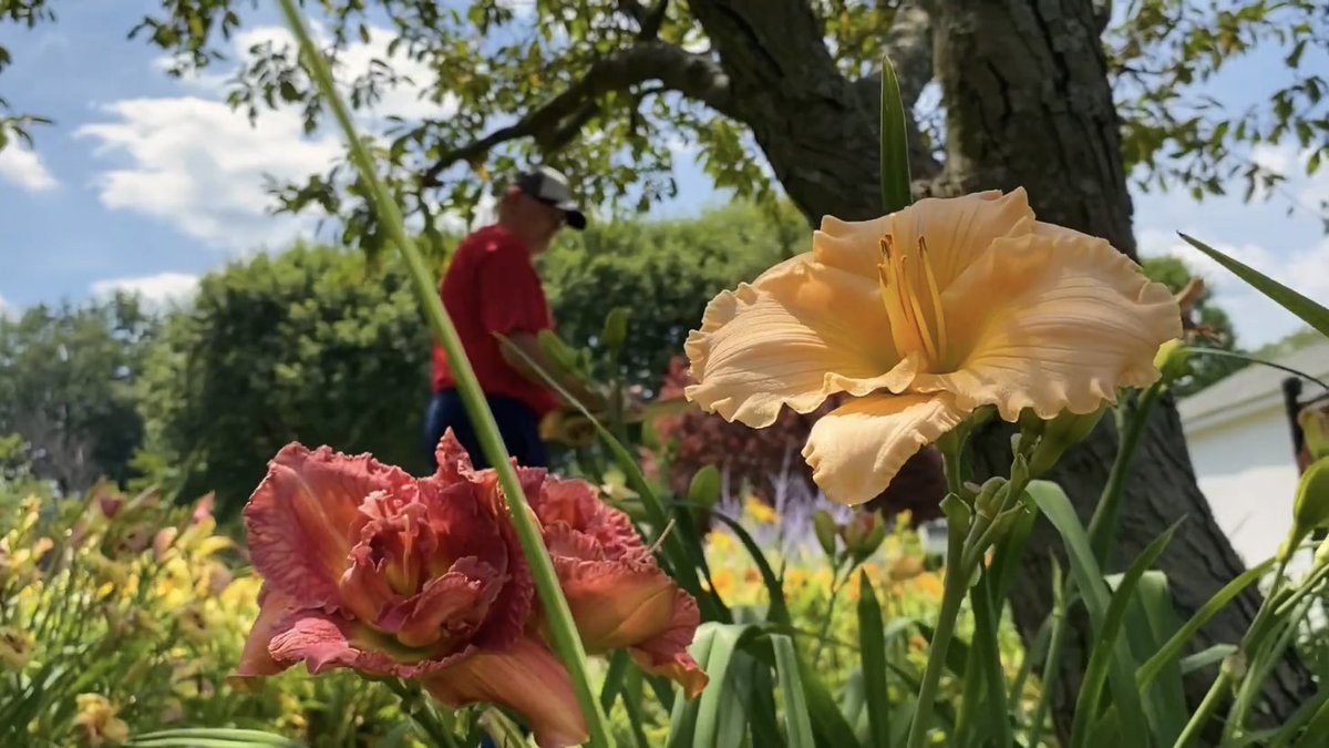 MckyEcko's tweet photo. This summer I shot a short film about my father and his daylily garden as a tribute to his hard work. Now the film is entered into the MRFF 2021 which takes place 4/2 at 7pm on @madroyalfilms YouTube page. Check out my film and many other great ones this Friday! 💜✨🌸 https://t.co/MRxTCoUHL2