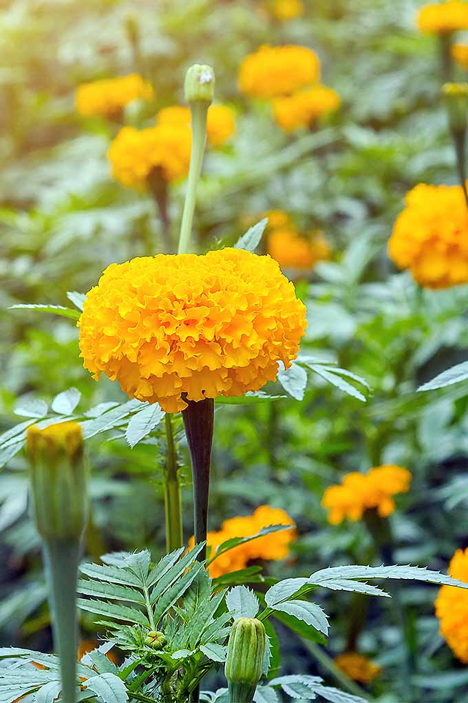 Gardeners_Path_'s tweet image. An Ode to the Marigold: Revisiting a Garden Staple gardenerspath.com/plants/flowers… (with tips for growing your own!) #marigolds #gardening