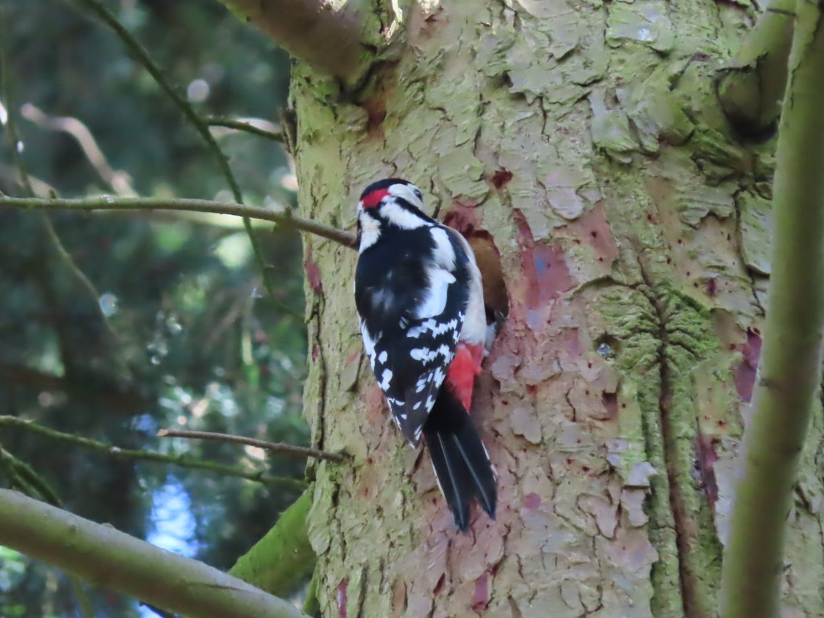 Wannie29837835's tweet photo. What a glorious day - lovely to be able to spend so many hours outdoors #noworktoday and lots seen - saw the GSW in several locations @fairlandsbirds @Hertsbirds @HertsWild https://t.co/pK6Wf0lwRH