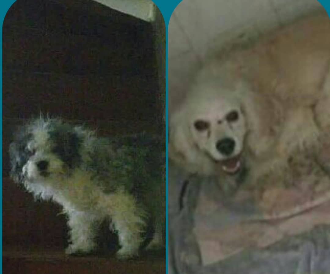 yaracalcagno's tweet photo. Son perritos de 6 años son maltratados por la persona que quedó a cargo.. la ex dueña esta en EEUU Y dijo que los regalarán porque iba a alquilar el apto.. Amigas ayudemoslo..cualquier cosa llamenme..ruedenlo ..gracias. 0412-9642050 Jeny Morillo 👆🏻  Caracas.  Caso de terceros https://t.co/a3m6sAhvqj