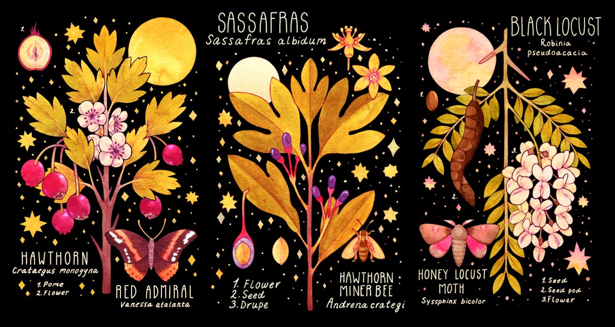 hello #VisibleWomen !! i'm lianne, an illustrator and surface designer passionate about spreading love and awareness for nature! i'm available for paid freelance and my online shop is open ☀️
?liannepflug@gmail.com
?https://t.co/x80Qt5RR48
?https://t.co/djrZRiZozt