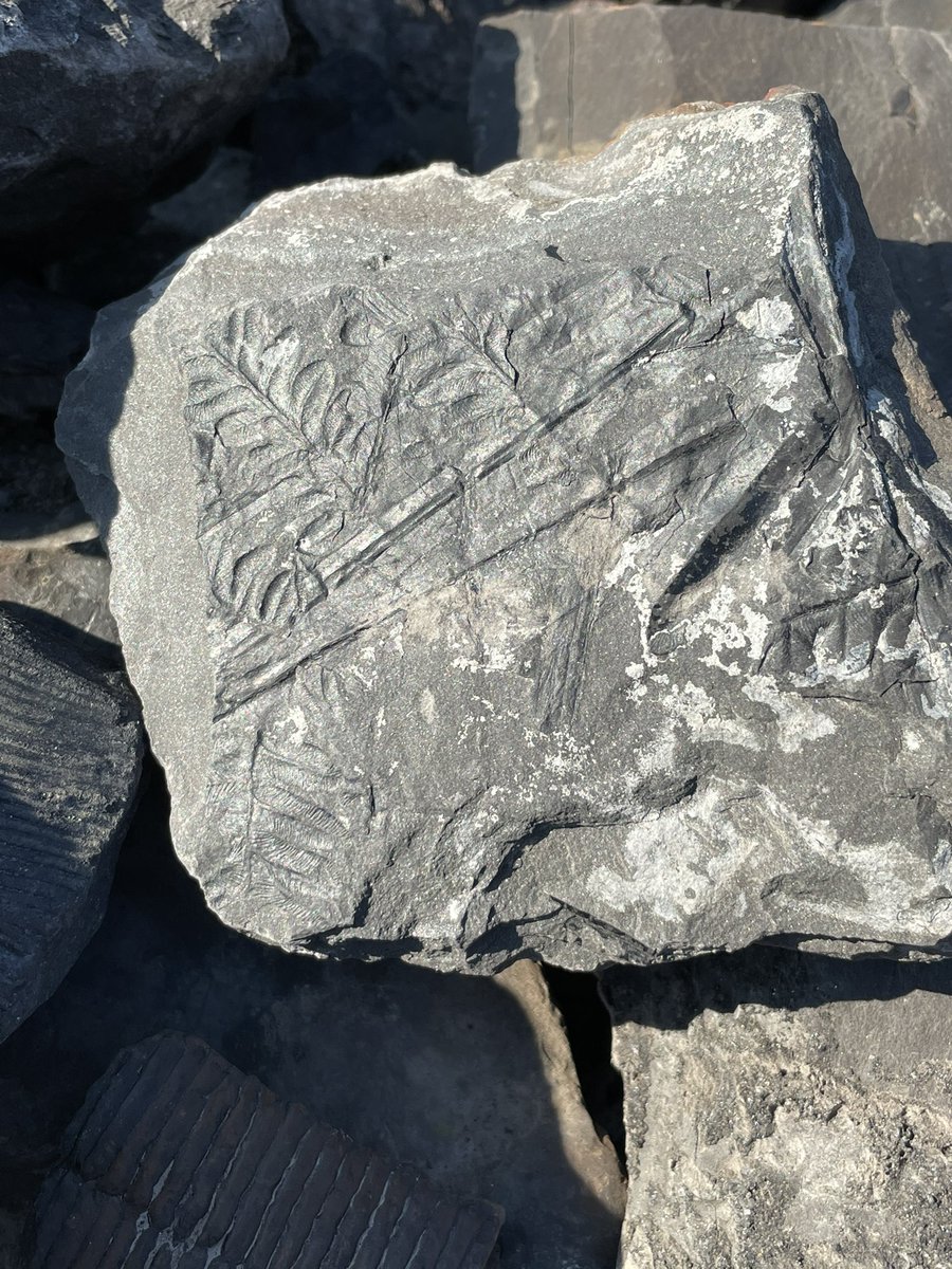 CoeurPierres's tweet photo. Sortie géologie 🪨 recherche de fossiles de fougères arborescentes  du carbonifère sur les gisements du nord de la France 🇫🇷 #geologie #mine #fougere #Fossil #carboniphere #gisement #prospection #fossile #decouverte https://t.co/VKHanDDTUM