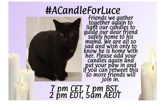 EdibleCatsClub's tweet image. Luce, please come home to mama
#ACandleForLuce