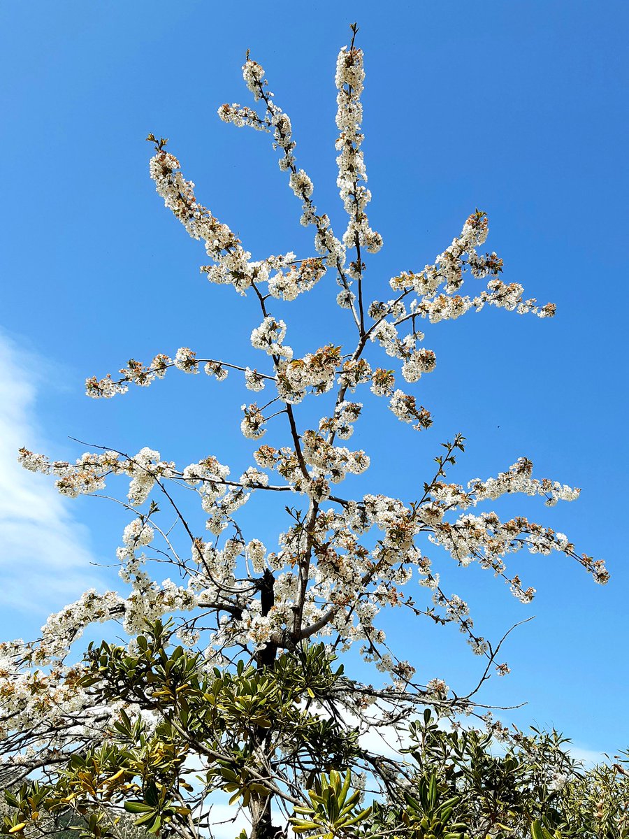 angela_frapla's tweet photo. Cerezo en flor en el paraíso 🌸 https://t.co/7vE8ht1iGI