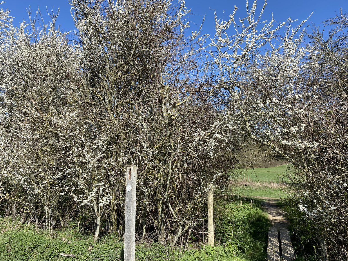 HannahtweetsOT's tweet photo. Fabulous day off ☀️ A glorious long walk, discovering more of West Sussex’s beauty along the #SouthDownsWay and scoring 17,000 steps for #TeamWestSussex #walkovercancer. Nearly there everyone! @holliejp @juliafairhall3 @Antoine41436622 @SheilaDoughty @CookeElaine1 @nhs_scft https://t.co/Bu9m0dpxUj
