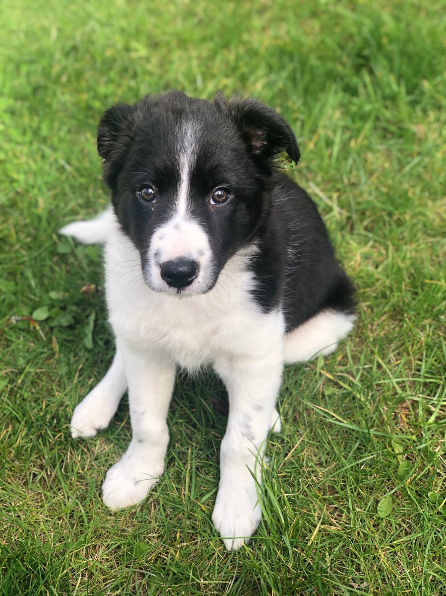 MMckracken's tweet photo. It’s an honour to introduce the newest member of our family 😍 say hello to Hazel 😍 #bordercollie #puppylife #doggo #DogsofTwittter https://t.co/MOfs5QNgTG