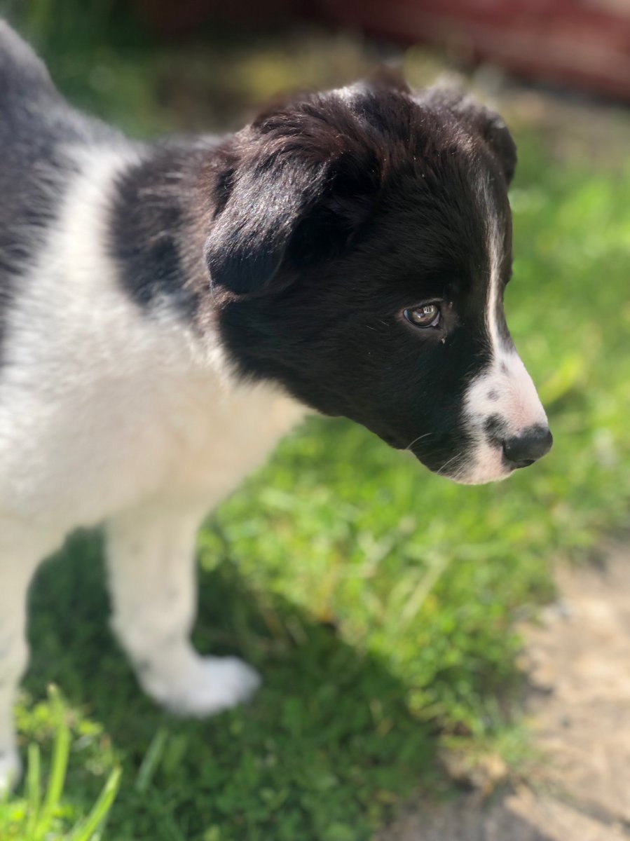 MMckracken's tweet photo. It’s an honour to introduce the newest member of our family 😍 say hello to Hazel 😍 #bordercollie #puppylife #doggo #DogsofTwittter https://t.co/MOfs5QNgTG