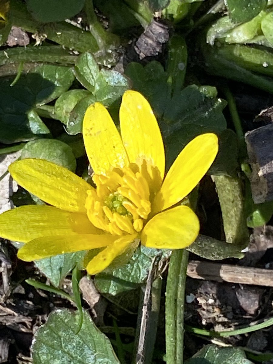 peabird25's tweet photo. These beautiful spring flowers (fleetingly) lifted the shite mood that Iโve been in for too long #dogviolets #celandine #primrose #daffodils #bluesky https://t.co/6CsNJmZwEL