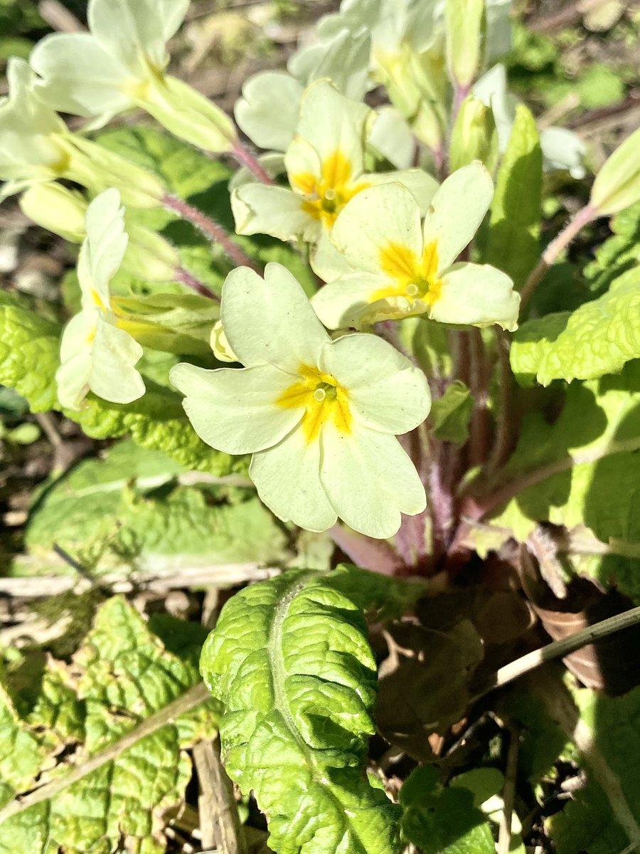 peabird25's tweet photo. These beautiful spring flowers (fleetingly) lifted the shite mood that Iโve been in for too long #dogviolets #celandine #primrose #daffodils #bluesky https://t.co/6CsNJmZwEL