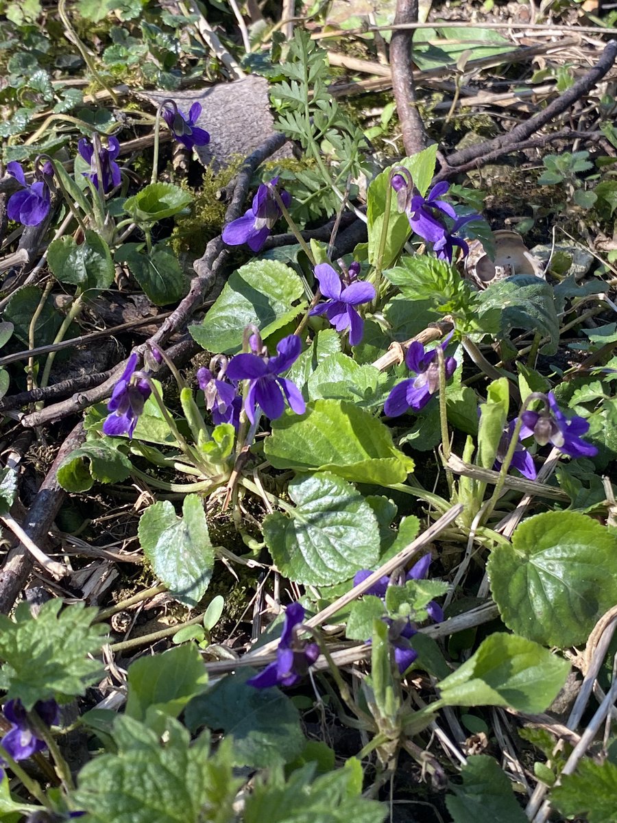 peabird25's tweet photo. These beautiful spring flowers (fleetingly) lifted the shite mood that Iโve been in for too long #dogviolets #celandine #primrose #daffodils #bluesky https://t.co/6CsNJmZwEL