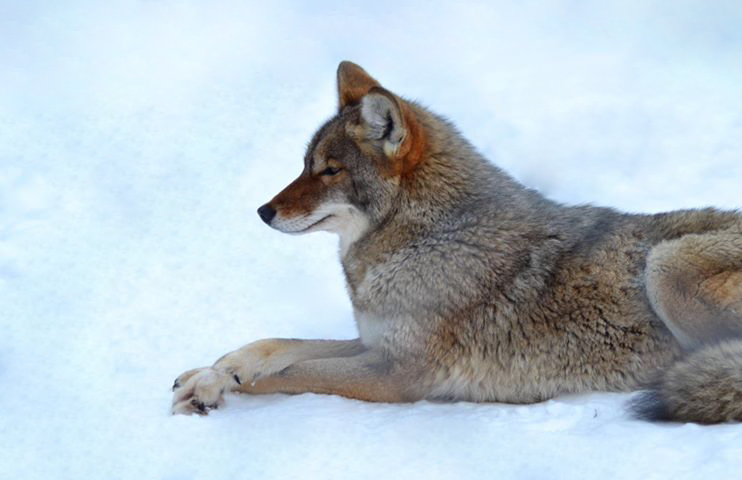 akwildlife's tweet photo. AWCC guest Vanessa Pohl snapped this great photo of Togiak the coyote as he patiently waited for his dinner to be served. He has such good manners!
#Alaska #fanphoto #fanphotography #travelphotography #wildlifephotography #travelphoto https://t.co/Gr9uCZXxRI