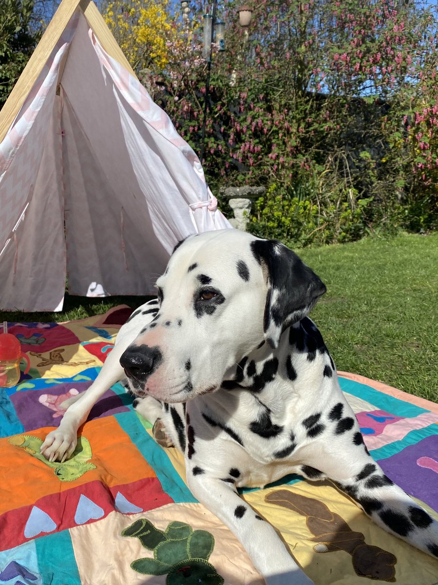 StanleyTheDally's tweet photo. Just a big spotty lad chilling on a blanket outside a play tent https://t.co/53WSoWBkyZ