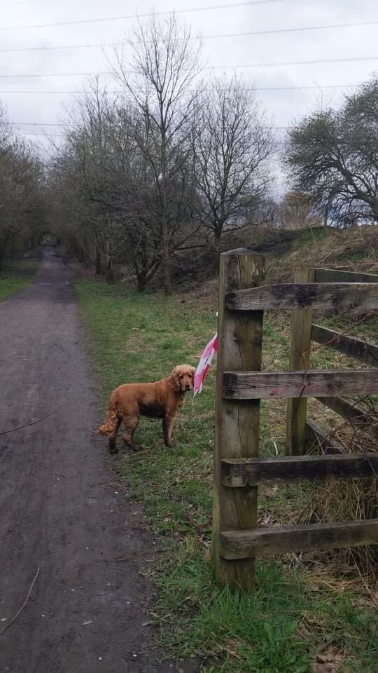 L2MUltra's tweet photo. Great pictures Sally 👍🙌👍 ... a small taste of what’s to come in this Friday’s M2L Ultra!

“Did an out and back along the Trans Pennine Trail today (Altrincham-Lymm). Here's a little taster for those doing the M2L next weekend 😊”

#m2lultra #l2multra #ultramarathon #ultrarun https://t.co/kuhRmwrIrJ