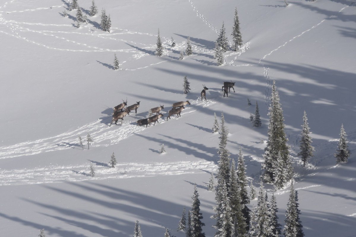 If you keep following the tracks, they tend to lead to the track makers. #caribou #wildplaces #wildliferesearch