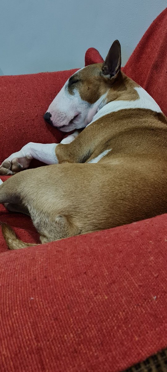 Hi paw pals. We're nearing the end of our summer here. I'm making the most of every day. I'm exhausted after today...#happy #bullies #bullterrier #beauty #dogs #dogsoftwitter #sleeping