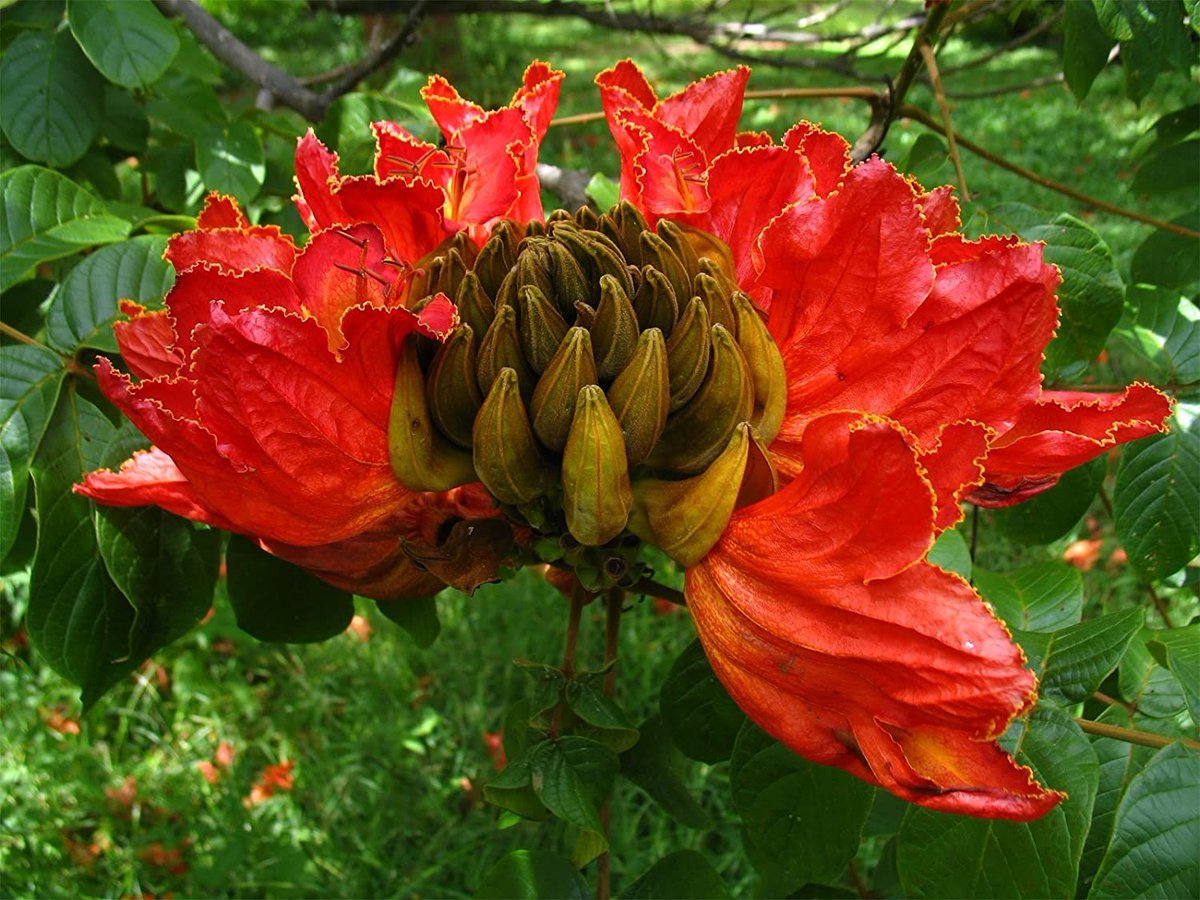 Dinagapostemon's tweet photo. Como prometí, aquí está un hilo sobre Spathodea campanulata o Tulipán africano, como normalmente le llaman. Actualmente es una planta invasora en varios países tropicales, pues su relación con los insectos, en especial abejas del nuevo mundo, se ha tornado algo tóxica.
Abro hilo. https://t.co/nd50fFbOEc