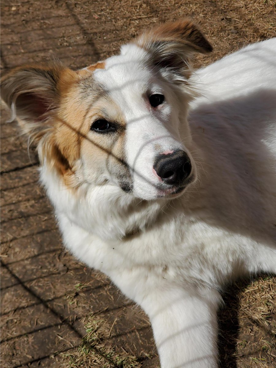 Pause4Change tweet media