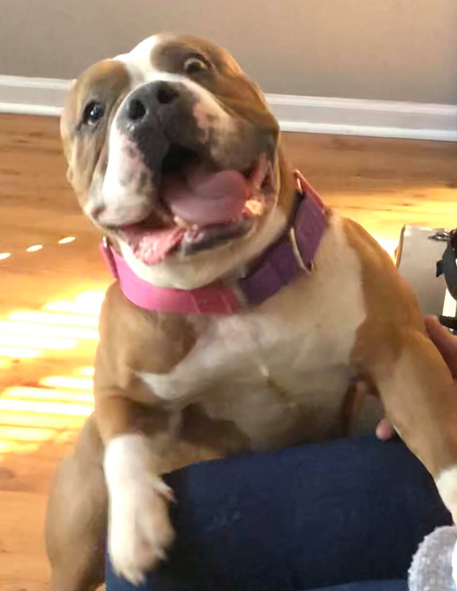 arin_twit's tweet photo. THAT's a good pet adoption bio. Good luck getting a nice hooman, Chowder. And stay gross, good boy.

More info here: https://t.co/L6poAhj1vb

Chowder is in Illinois https://t.co/sf6fwDrzyM