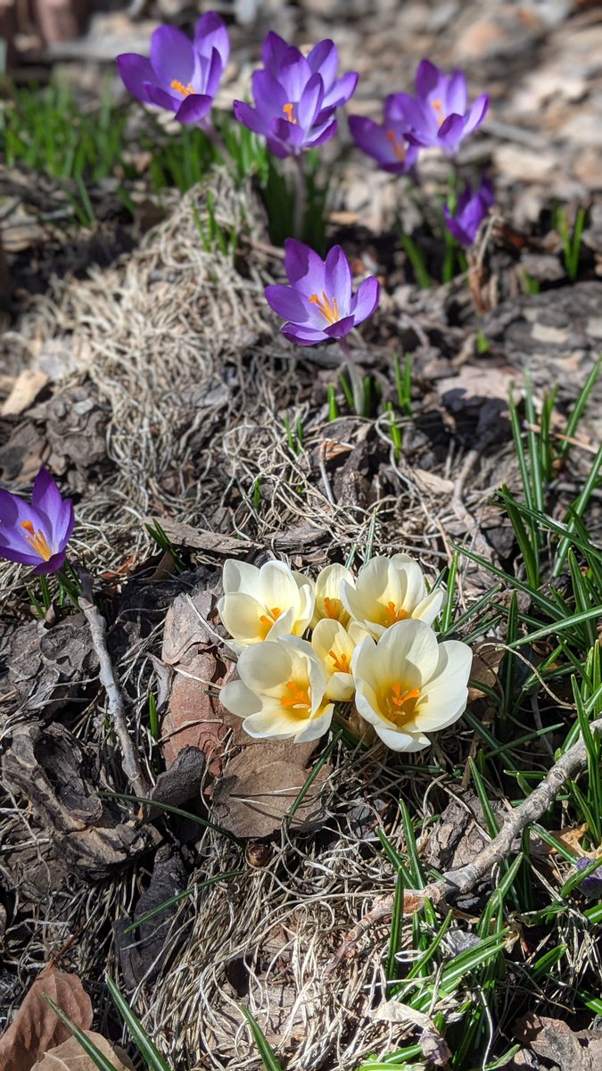 turbidwater's tweet image. There was two feet of snow on the ground two weeks ago, but it's seventy degrees out today. #SpringInColorado