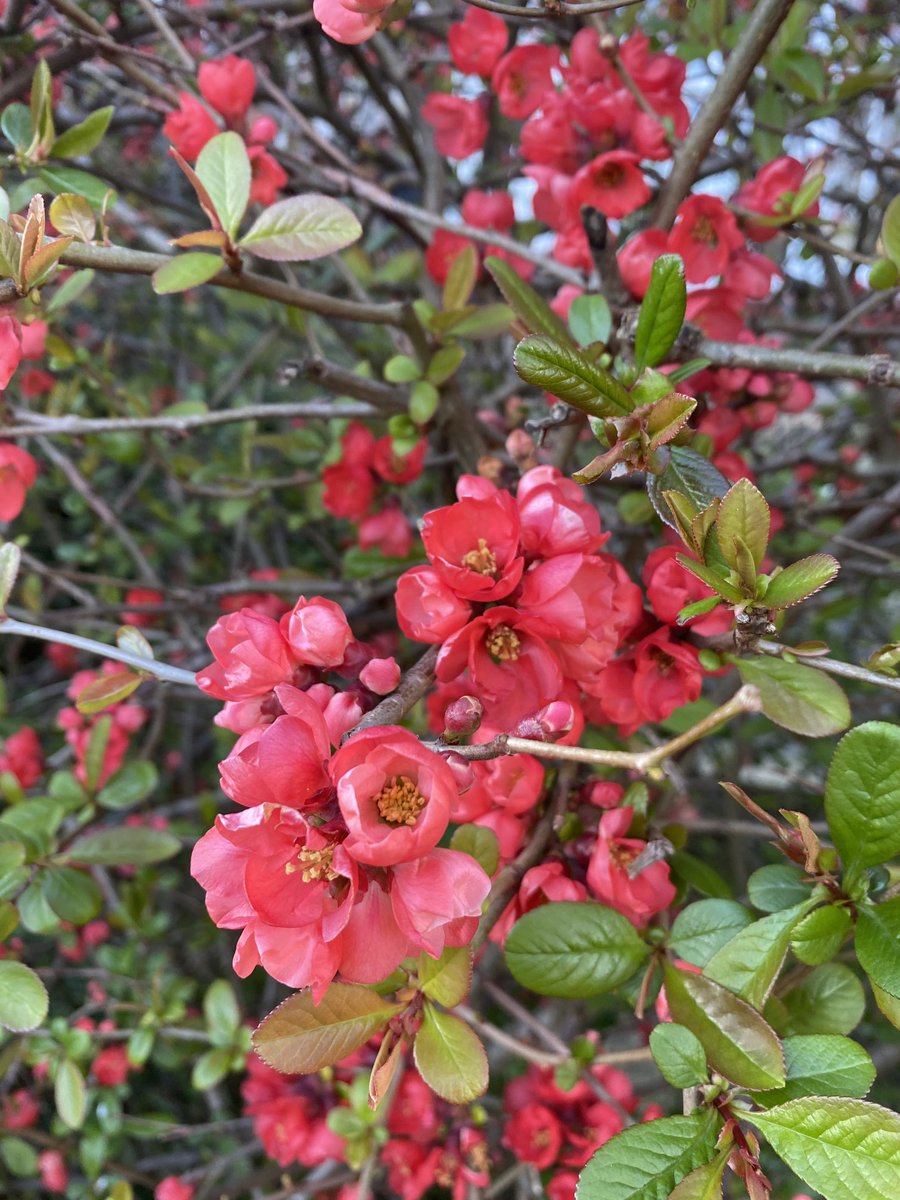 Celia Richardson tweet media