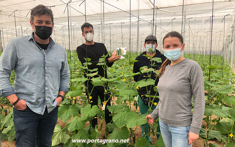 Portagrano's tweet photo. 🆕🆕#Pepino mini Katrina. Una nueva opción de Enza Zaden
https://t.co/Hqm4FLBSCN
En #Almería se cultivan ya 200 hectáreas, 80 de las cuales comercializa Ecoinver, empresa asentada en Las Norias de Daza (El Ejido)
#cucumber #pepinoKatrina #MiniGu #EnzaZaden https://t.co/olTCLFWTIC