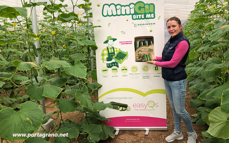 Portagrano's tweet photo. 🆕🆕#Pepino mini Katrina. Una nueva opción de Enza Zaden
https://t.co/Hqm4FLBSCN
En #Almería se cultivan ya 200 hectáreas, 80 de las cuales comercializa Ecoinver, empresa asentada en Las Norias de Daza (El Ejido)
#cucumber #pepinoKatrina #MiniGu #EnzaZaden https://t.co/olTCLFWTIC