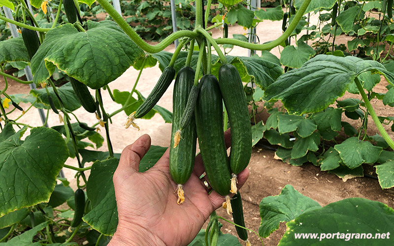 Portagrano's tweet photo. 🆕🆕#Pepino mini Katrina. Una nueva opción de Enza Zaden
https://t.co/Hqm4FLBSCN
En #Almería se cultivan ya 200 hectáreas, 80 de las cuales comercializa Ecoinver, empresa asentada en Las Norias de Daza (El Ejido)
#cucumber #pepinoKatrina #MiniGu #EnzaZaden https://t.co/olTCLFWTIC
