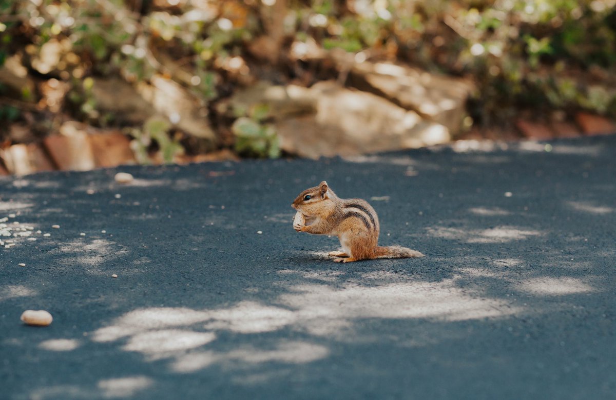 My friend photographed our neighborhood chipmunk and it was wholesome. 🐿 #chipmunk #photography