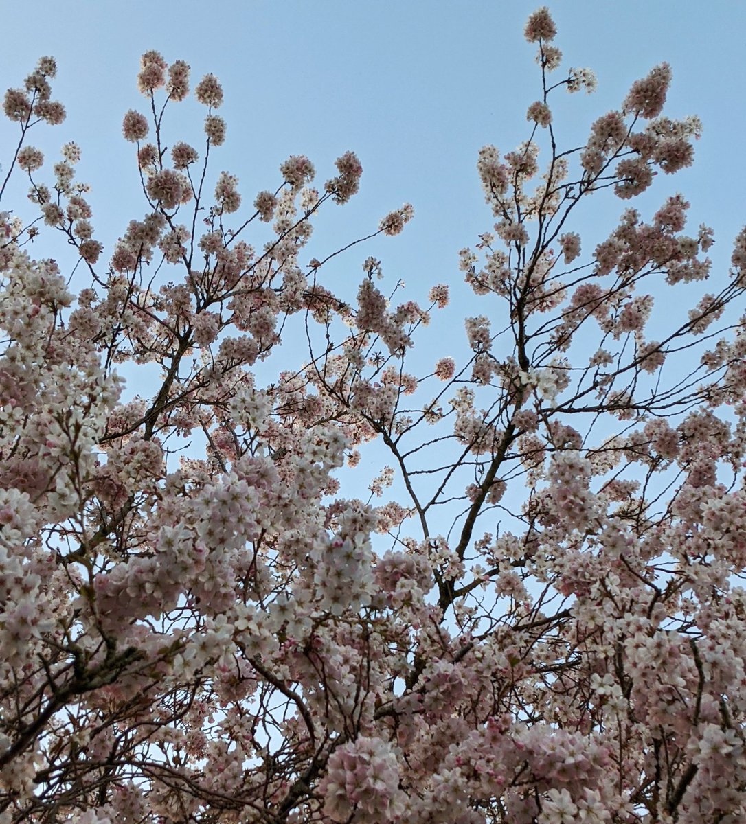 emmust's tweet photo. Sunny evening walks and blossom #BlossomWatch #NationalTrust https://t.co/gV4lnyiDsw