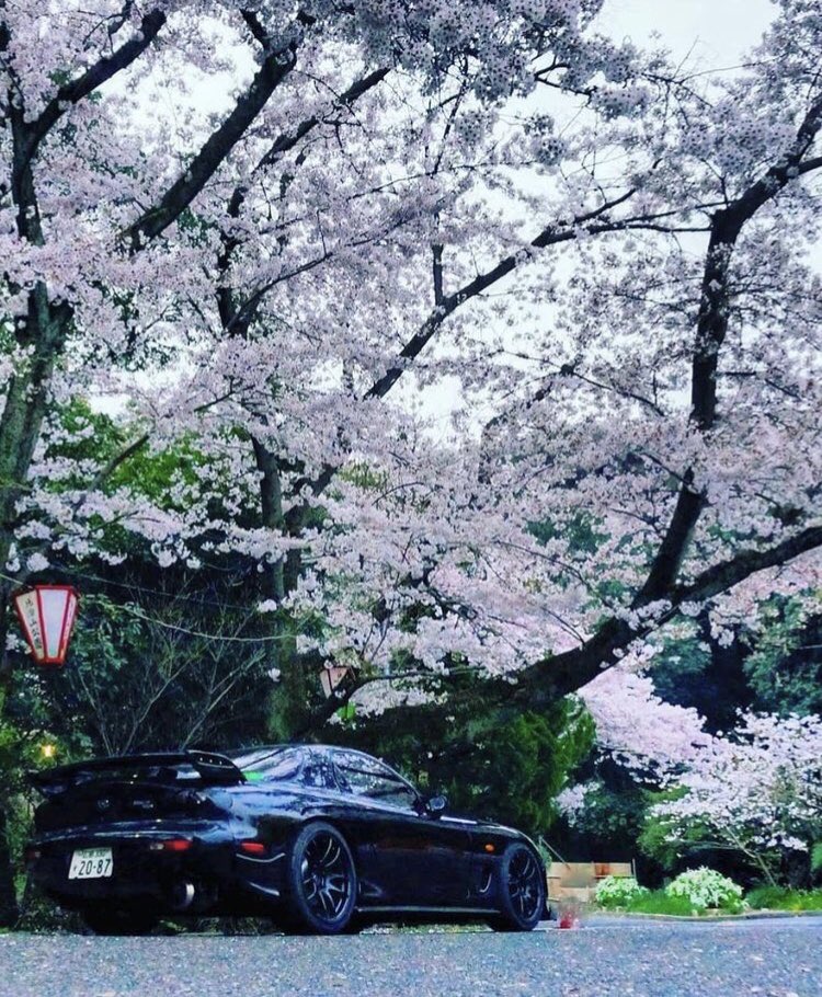 JDMUNIV's tweet photo. Cherry Blossom in Japan 🌸 https://t.co/UoInQDZYtV