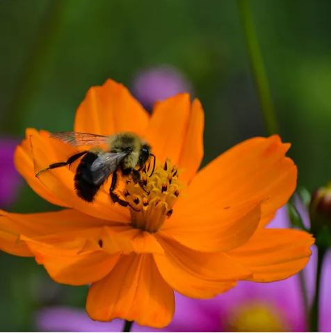 the_sca's tweet photo. Are you ready to celebrate Mother Nature? Gear up for #SCAEarthMonth with some activities that will help #SaveOurSphere! 🌎

First up, create buzz for #pollinator habitats: https://t.co/y5MBBq03y7 https://t.co/LF9Q6saX8U