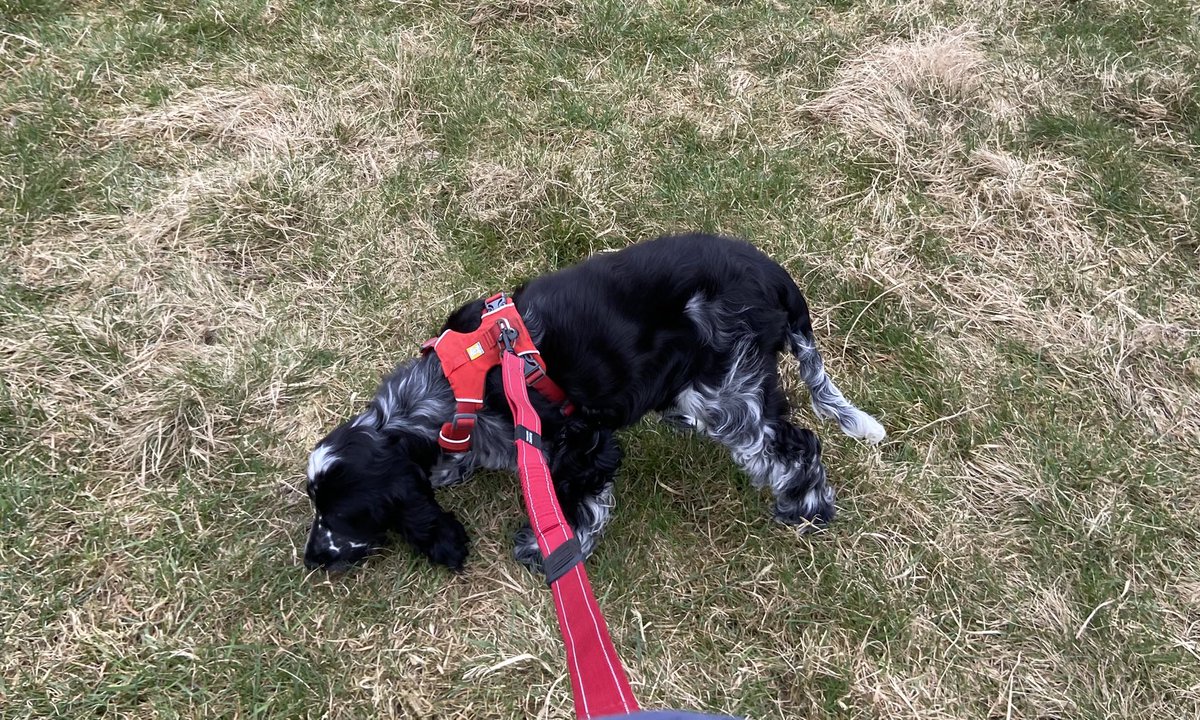SamanthaBetts1's tweet photo. Reflecting on our manager network earlier with a spotlight on #Wellbeing Great ideas, sharing & honesty #Communication #Trust #Flexibility & leading by example all key to a healthy workplace. So I walked the pup as my #VirtualCommute #LeadingSalford #TeamSalford #SpiritOfSalford https://t.co/qOaJjUUebd