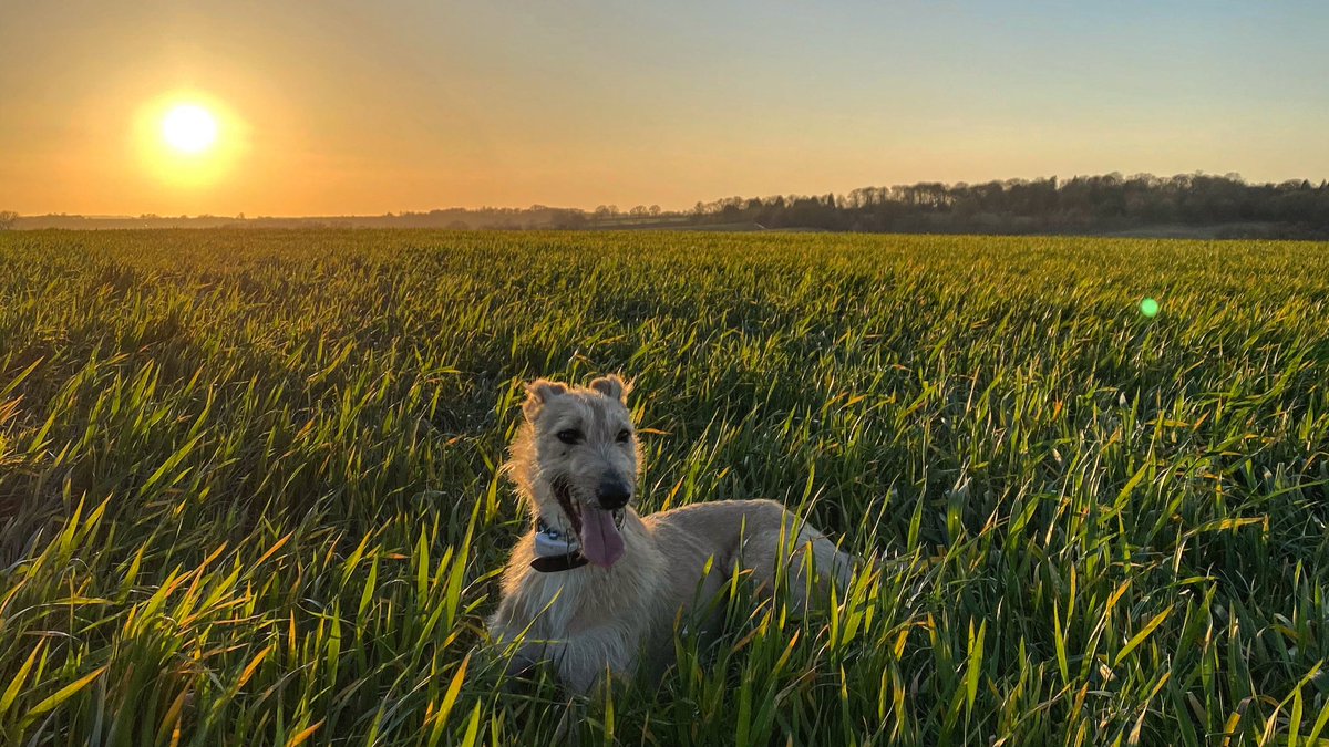 V_Binnie_Ryle's tweet photo. 🌱 7pm stroll and it’s GLORIOUS. #Hurah #Springtime 🌱 https://t.co/yzWVqF2vya