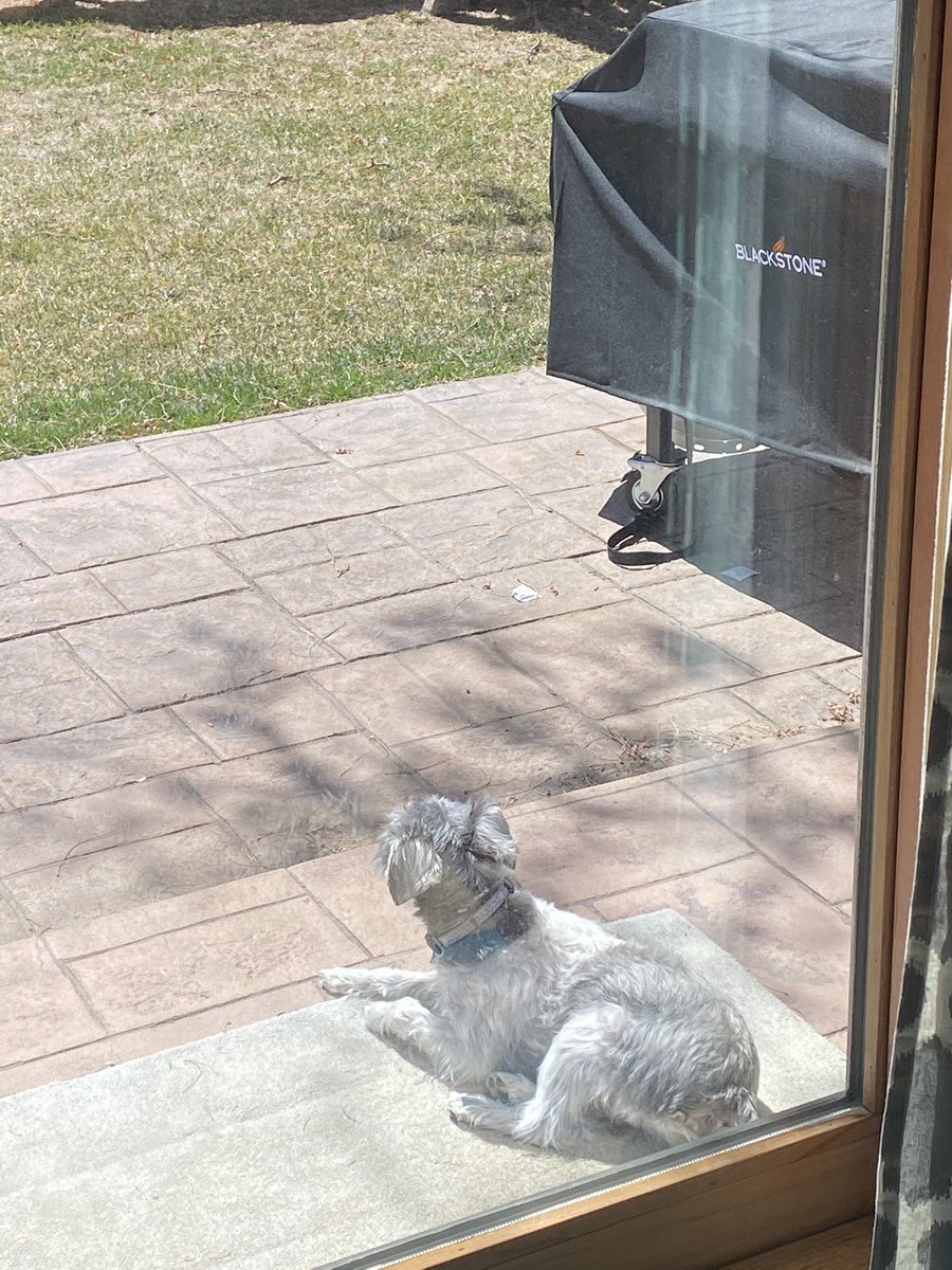 mattreallytho's tweet image. My dog living his best life.