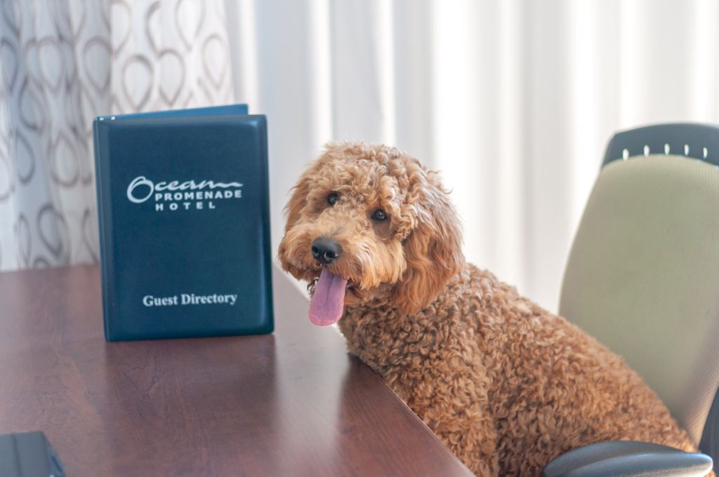 Don't forget when booking a staycation with us that we have pet friendly suites available upon request 🐕  Don't leave those furry friends behind!

To see which pet friendly rooms we have available please call direct at +1 888-976-2326!