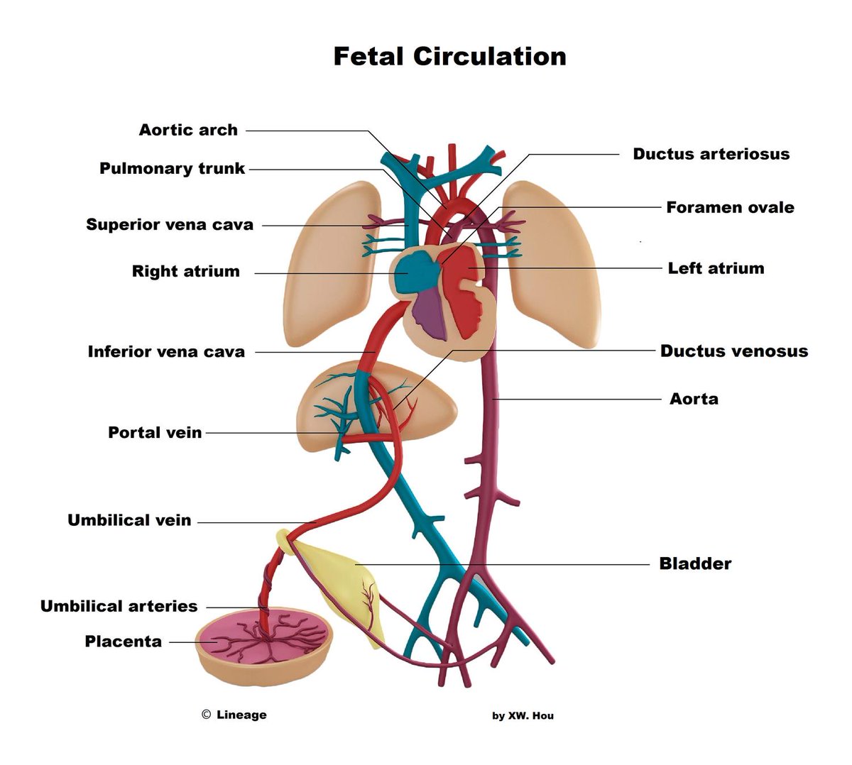 medbullets's tweet photo. The ductus venosus connects the umbilical vein and inferior vena cava, bypassing the hepatic circulation.

Learn more high-yield concepts about Fetal Circulation and Erythropoiesis in our DAILY Step 1 podcast! #medschool #medtwitter https://t.co/R9sIeDHBrY https://t.co/x27K938fIv