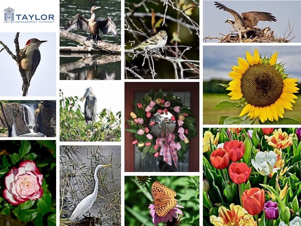 TaylorMgt's tweet photo. ☀️Hello Spring! As the weather warms up &amp; the colors outside our windows are brightening, we asked TMC residents to send in photos that remind them of spring. 🌷🌹🌻🌼🌸🌱🐝🐦 #TaylorManagement #ManagementCompany #TMCFrontPorchProject #HelloSpring #Spring2021  #springisintheair https://t.co/qAN2bRljco