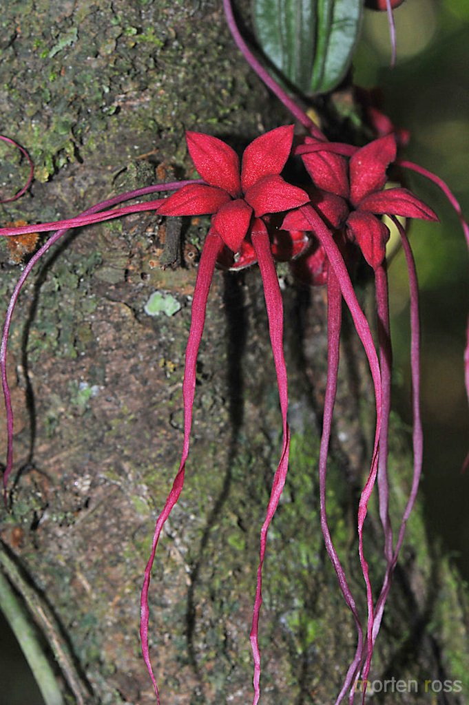 Dinagapostemon's tweet photo. @Eliza_Rain En las fotos esta:
Tabebuia rosea (Guayacán), Cazahuate (Ipomoea murucoides), La tercera creí que era Herrania (pariente del cacao) y la cuarta es una Malpighia emarginata.
Dejo la foto de una verdadera Herrania. https://t.co/78f42ROPw5