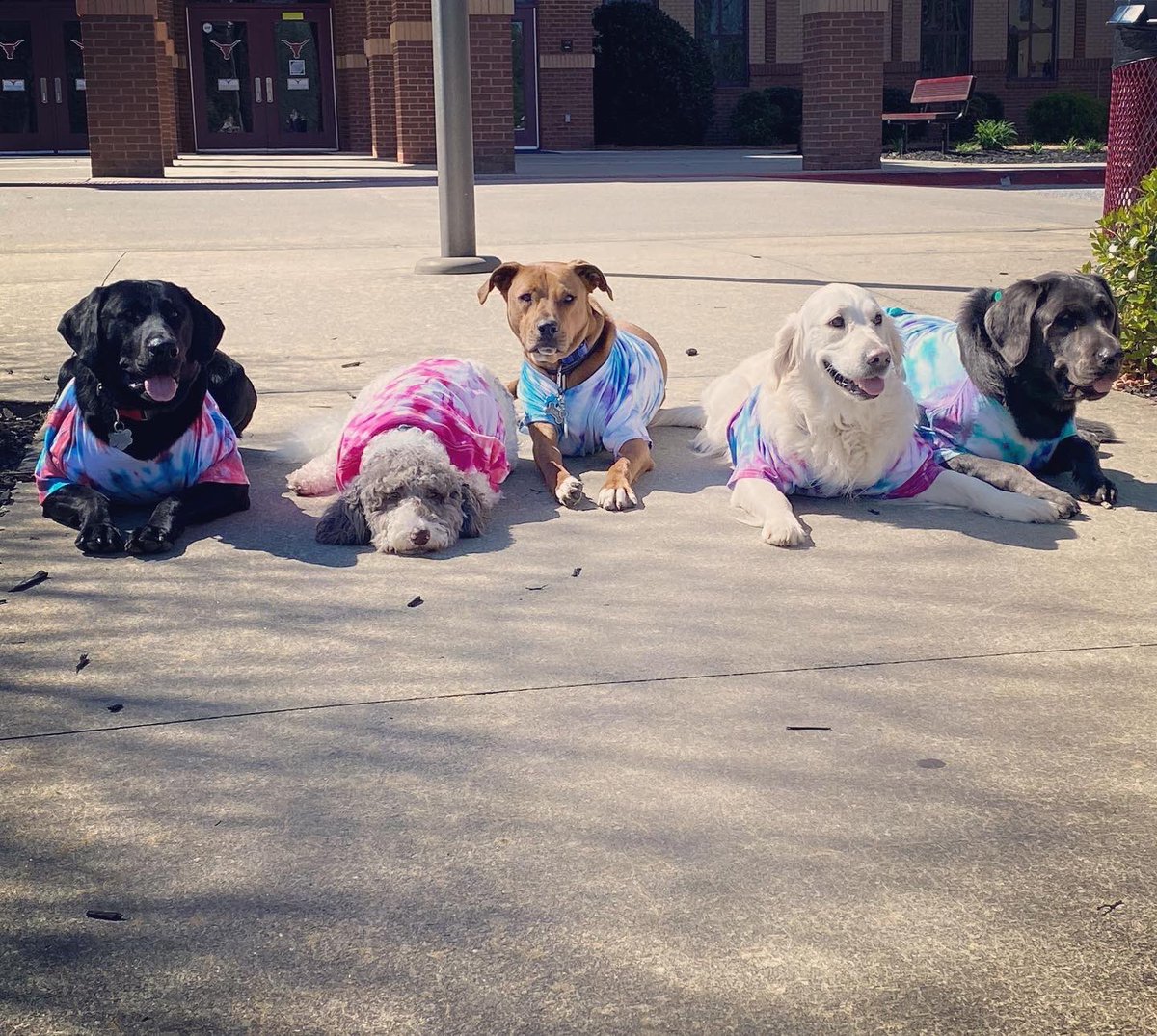 Lambert's therapy dogs (from left to right: Duck, Maggie, Luke, Clover and Charlie) got in the spring spirit today with their tie dye shirts. Students in chem classes worked on acid/base neutralization by tie dying shirts last week and our pups got to join in the fun!