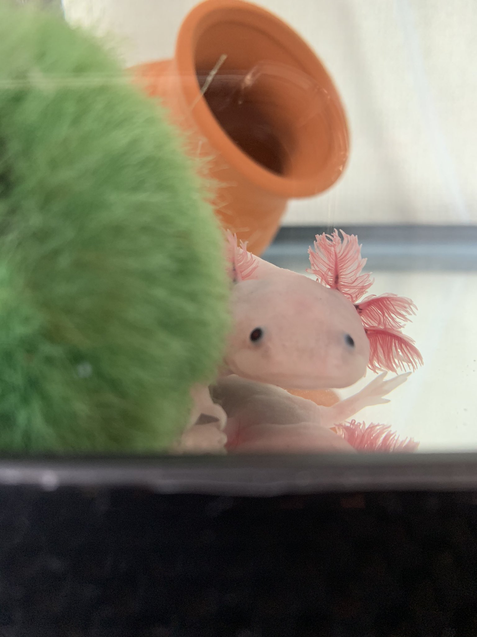 つきちゃんの部屋 おはようございます エラパタパタが前よりも多くなってきたのは暖かくなって水温上がったせいなのかな つきちゃんの部屋 おはようございます エラパタパタが前よりも多くなってきたのは暖かくなって水温上がったせいなのかな