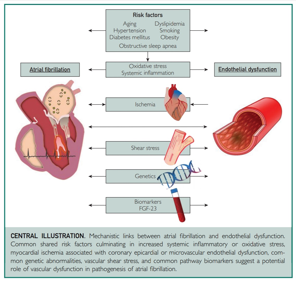 🔘 Mechanistic links between #afib and #EndothelialDysfunction 

@MdTakumi